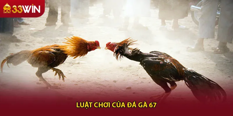 Luật chơi của đá gà 67